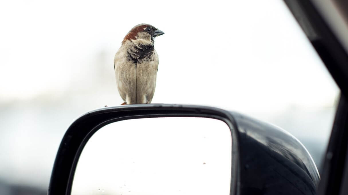 車用の鳥フンクリーナーおすすめランキング5選 ことブログ